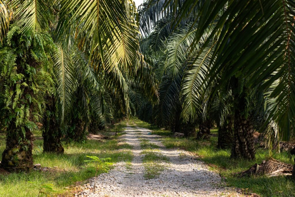 palm trees at a palm oil plantation in south east asia